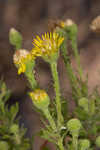 Coastal plain goldenaster